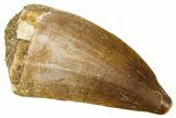 Fossil Mosasaur (Thalassotitan) Tooth - Morocco #374590-1